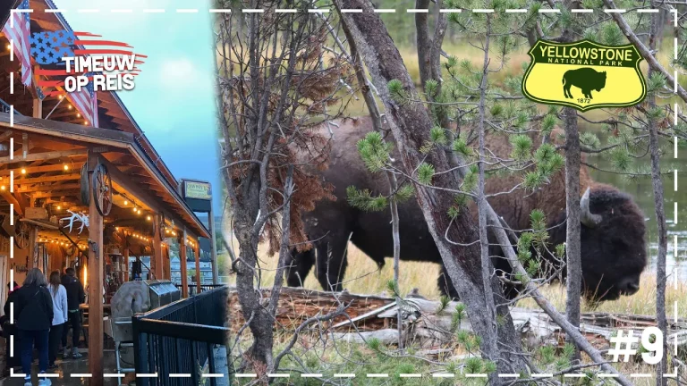 WILDLIFE in YELLOWSTONE National Park! | USA ROADTRIP #9